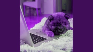 Dashing Ambiance for Doggo Resting