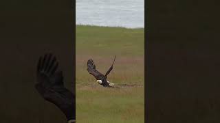 Epic Eagle Attacks!