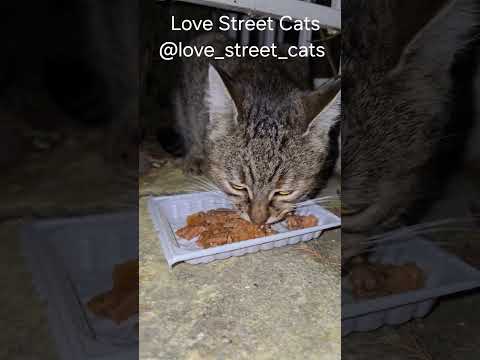 Feeding Strays Brings Comfort and Care 🐾♥️