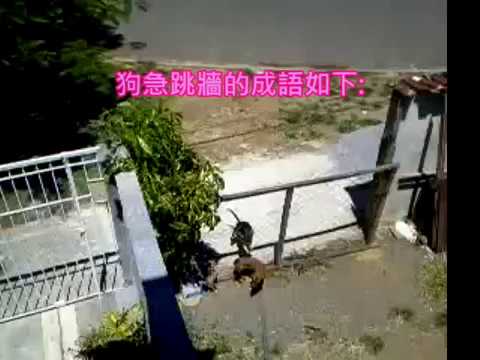 狗急跳牆