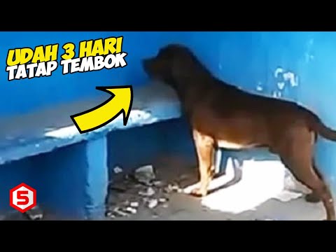 Video: Di Argentina, Seekor Anjing Menatap Berjam-jam Di Tembok Biru Kosong Selama Beberapa Hari Dan Mengibaskan Ekornya - Pandangan Alternatif