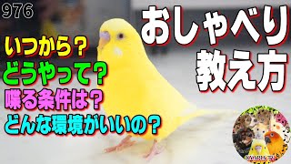 セキセイインコ おしゃべりの教え方 覚え方 喋る条件 環境 コツ オス なぜ いつから 練習動画 きゃぴあれてび Kyapia Tv 楽天ブログ セキセイインコ おしゃべりの教え方 覚え方 喋る条件 環境 コツ オス なぜ いつから 練習動画 きゃぴあれてび Kyapia Tv 楽天ブログ