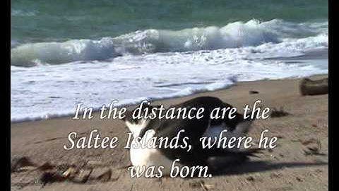 Razorbill clear 3487 kbps