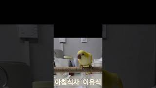 [하늘] 아침이유식 @#하늘이#루티노퀘이커 앵무# 말하는 앵무새 #구독 좋아요 👍