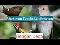Masteran Murai Batu Kacer Cucak Ijo Tembakan Besetan Kasar Rool Tembak Mp3 - Mp4 Download