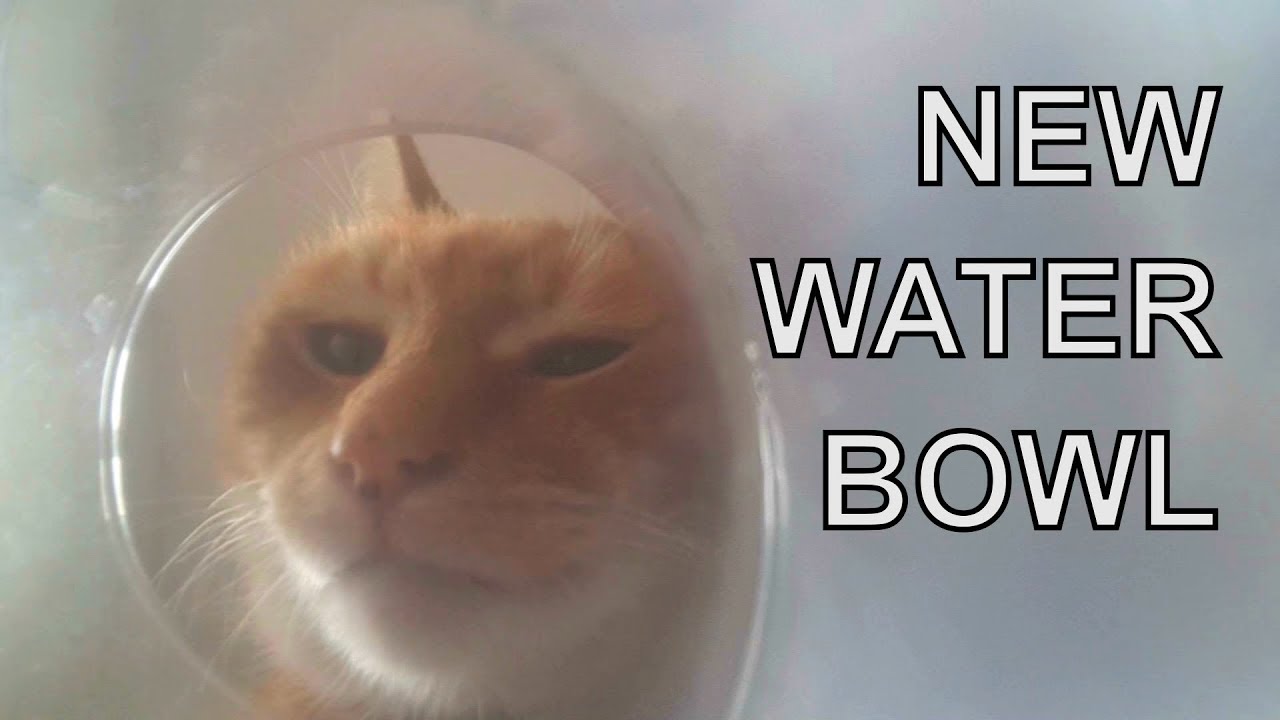 petco hours Alvi cat : new water bowl