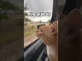 Sky the Weather Cat’s first storm spotting experience #weather #cat #nature #storm #rain