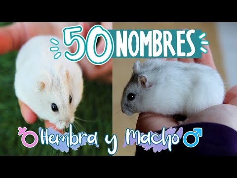 Video: Cómo Nombrar A Una Niña Hámster