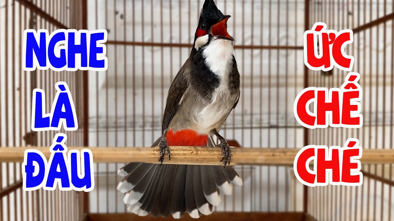 Luyện Chào Mào Hót Căng Lửa CỰC HAY  -RÒ CHÉ KÍCH BỔI Căng Đét,  Giọng Sáng Nghe Là Hót | Chao Mao 2