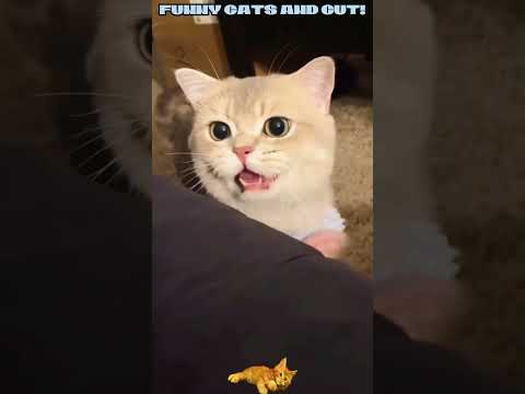 #shorts# funny cats and cute!!!🤣🤣🤣🐈#funny cats,funny,cats,cute cats,funny cat videos,funny cats#