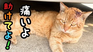 野良猫の頭に特大のコブが…助けを求めて家の中へ…