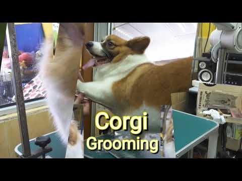 CORGI GROOMING @