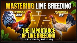 Mastering Line Breeding in Gamefowl: How to Lock in Winning Traits Safely Mastering Line Breeding in Gamefowl: How to Lock in Winning Traits Safely