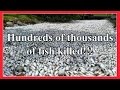 Hundreds of thousands of fish killed in Florida!!! End Times Signs 28th March 2016