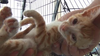 Kitten Becomes So Playful After His Eyes Are Treated (Indy's Story)