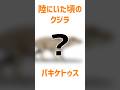 あまりにも似てないクジラの祖先 #クジラ #進化 #ゆっくり解説