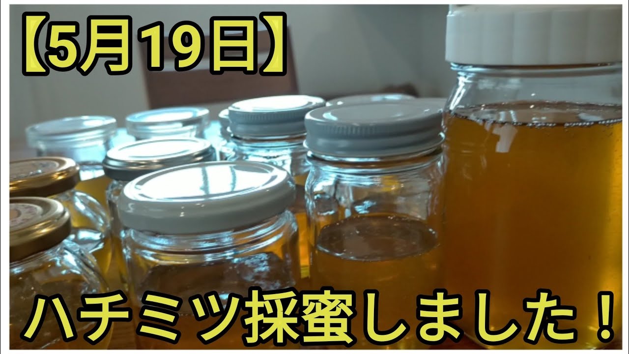 西洋ミツバチの採蜜】蜜枠2枚でハチミツはどれだけ採れるのか？ - YouTube