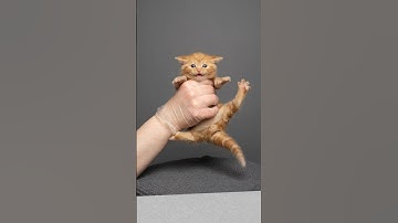 Kitty growth [3 days to 11 months] #furryfritz #kitten #kittengrowth #cat #timelapse #catphotography