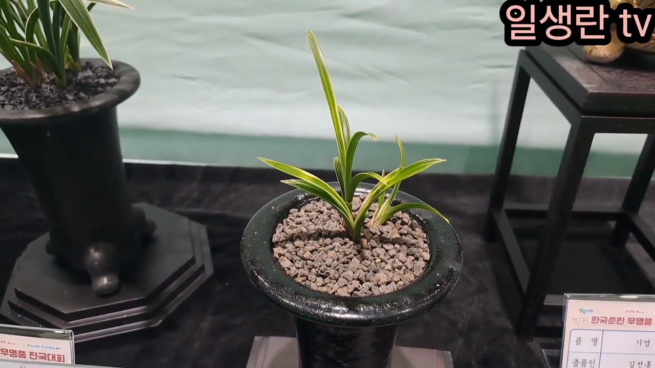 743.  전시장에서 둘러본 난초 가격 동향