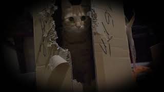 Cat destroying cardboard box | Suzi Q hungry for destruction | Bites bites bites in Catville #cats by Catville upon Purr 151 views 3 years ago 37 seconds