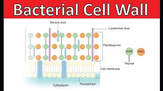 Structure of Bacterial Cell Wall | Hindi \/ Urdu