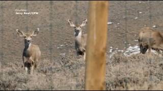 Three Stories. One Solution: Preventing Wildlife Crashes in Colorado