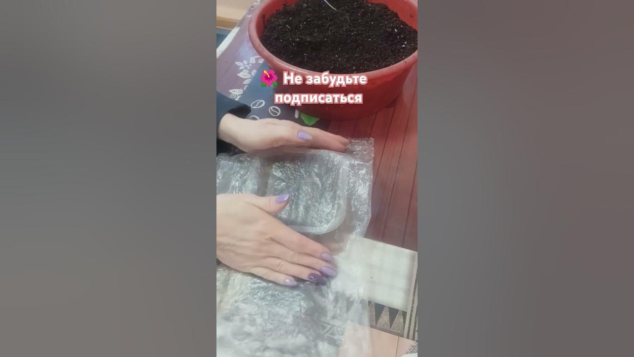Подготовка клубней к посадке #растения #домашниерастения #цветы # ...