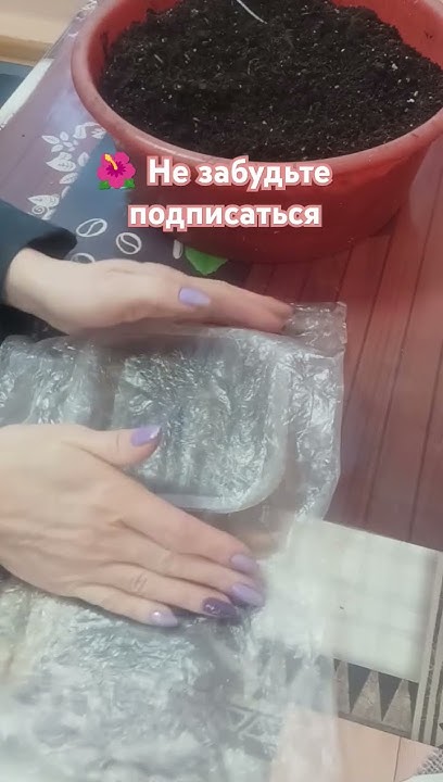 Подготовка клубней к посадке #растения #домашниерастения #цветы # ...