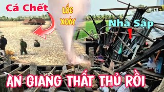 An Giang Thất Thủ Giông Lốc Xoáy Càn Quét 6 Căn Nhà Và Cá Chết Trắng Đồng Bà Con Cầu Cứu