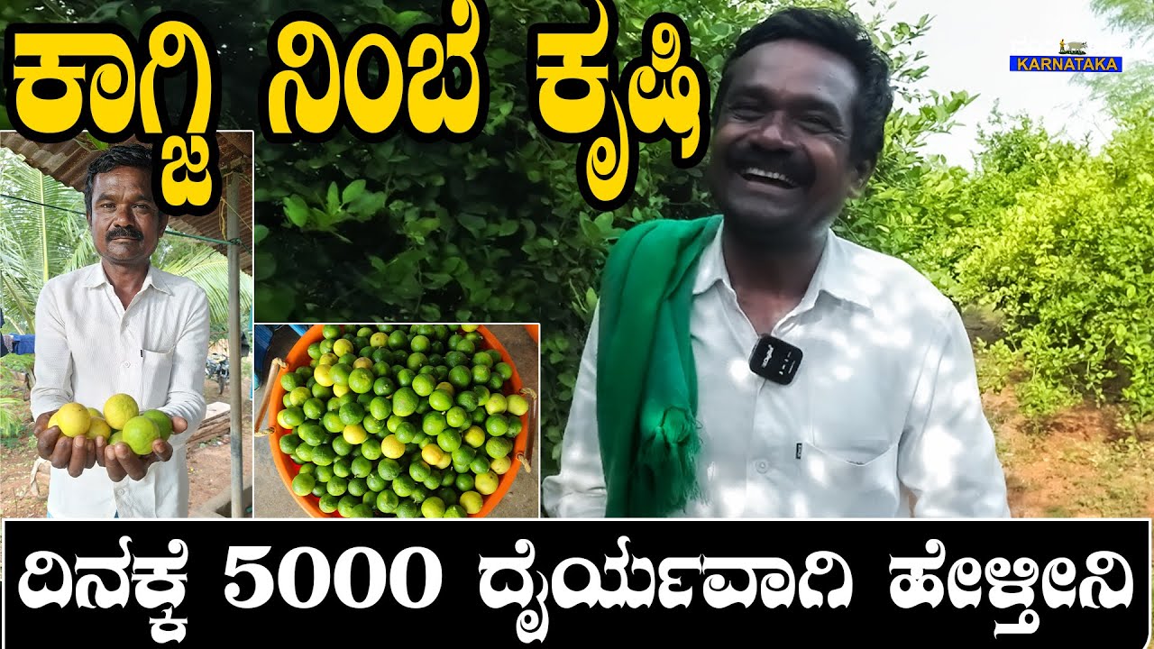 ಈ ನಿಂಬೆಯಿಂದ ನನ್ನ ಮನೆ ಮತ್ತೆ ನನ್ನ ಮಕ್ಕಳ ಭವಿಷ್ಯ ಉದ್ದಾರ ಆಗೈತಿ | lemon farming | EPS 01
