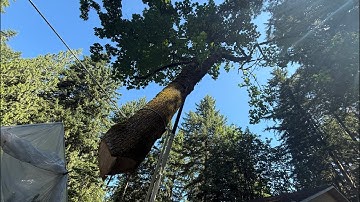 Bigleaf Maple Crane Removal Live 🌳
