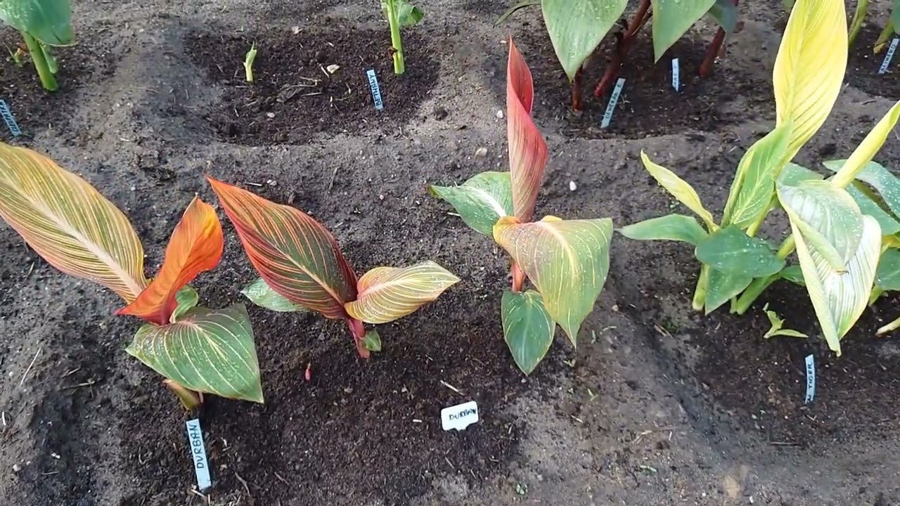 (228) Jak rosną canny zimną wiosną?