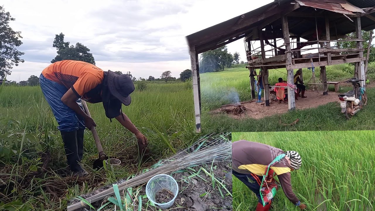 วิถีบ่าวไทบ้าน หาอยู่หากิน วิถีชีวิตกินง่ายอยู่ง่าย สไตล์บ่าวพันธุ์พื้นเมืองกาฬสินธุ์