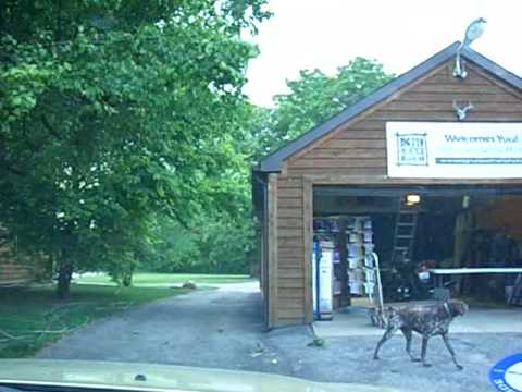 How to get rid of paper wasps - YouTube