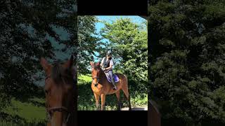 Sweet boy🥰 #horse #farming #equestrian #eventing #showjumping