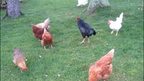 Free Range Chickens: letting them out each morning