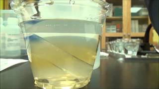 Celebrity Diffusion Lab Time-Lapse Net Worth