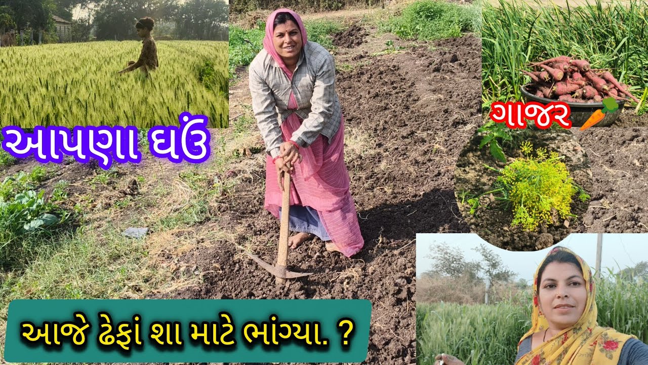આજે ઢેફાં શા માટે ભાંગ્યા ?🤔🥰🤔
