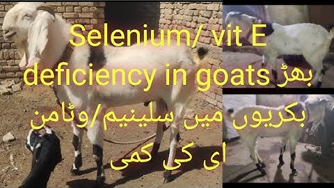 Selenium/vit E deficiency in goats | white muscle disease | stiffness of the muscles