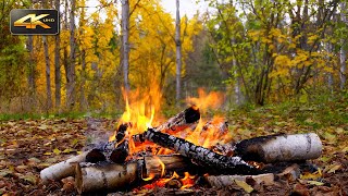 Autumn Ambience - Relaxing Campfire & Nature Sounds | 4K Ultra HD