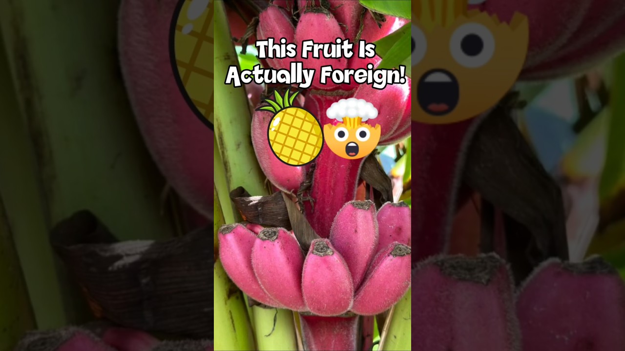 Fruits With Secret Origins That Will Shock You!