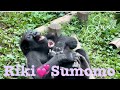 Cute gorilla brother and sister😍ツンデレスモモとリキのハッピータイム💝