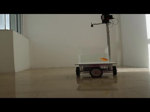 Goldfish learn to drive a car in Israel