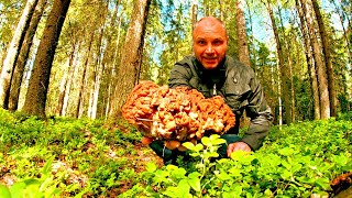 Условно - ядовитые грибы в начале лета! Нарвался на Поляну - Готовлю Грибы с Мясом Просто и Вкусно