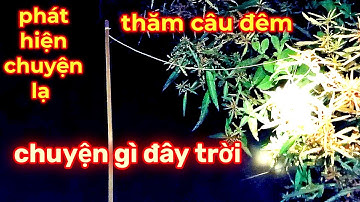 cắm câu cá lóc đồng, trên ruộng lúa bỏ hoang, #9, gặp chuyện lạ, cắm ba lọi mồi, và kết quả...
