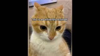 Download Lagu Friendly reminder #cat #funny #fyp #meme #georgieebom MP3