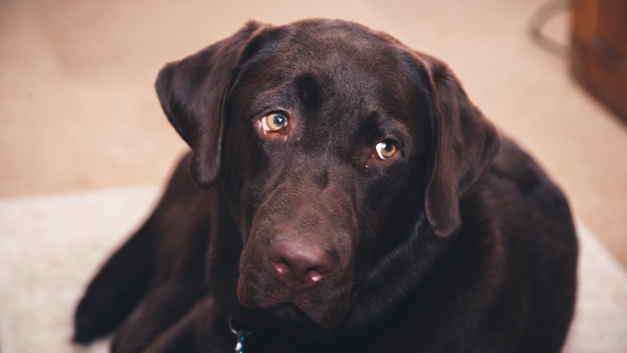 Remembering Max Best Chocolate Lab YouTube