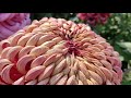 Chrysanthemum       giant    incurved    by samir adak    india   2021  part 2