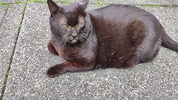 [Warning!] This is a boring cat video (100% CHURU, don