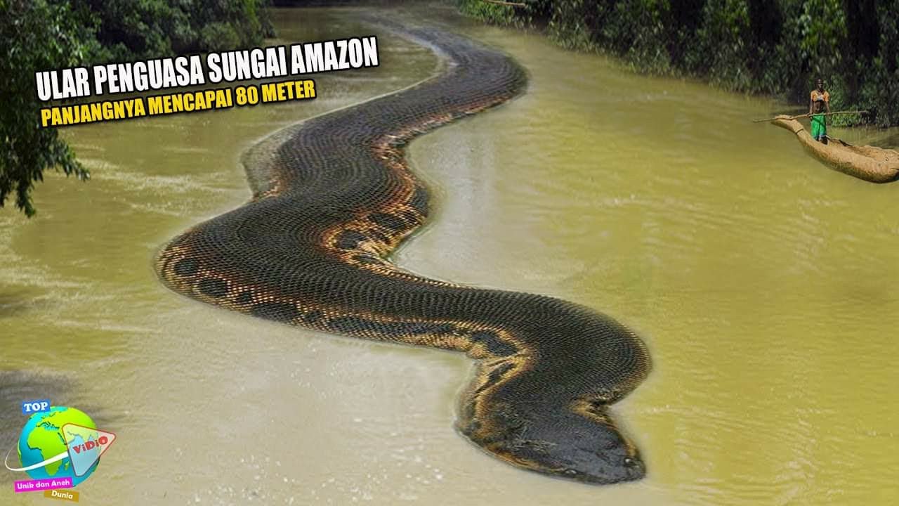 Анаконда на рабочий стол. The Mariners Museum and Park giant Snake in River.